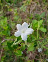 Ruellia patula