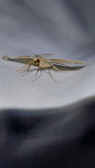 Orthoclydon praefectata