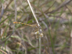 Crenigomphus hartmanni