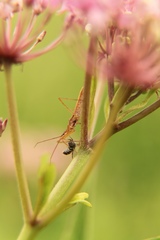 Zelus cervicalis