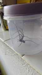 Tegenaria ferruginea