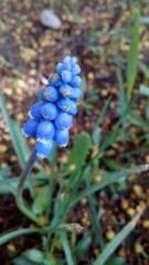 Muscari