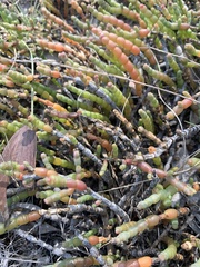 Tecticornia indica