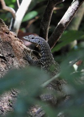 Varanus scalaris