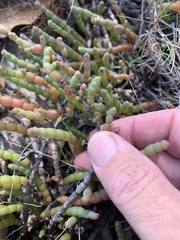 Tecticornia indica