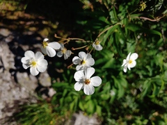 Ranunculus platanifolius