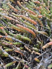 Tecticornia indica