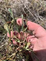 Sphaeromorphaea major