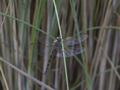 Trithemis aconita
