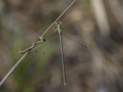 Lestes pallidus