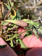 Sphaeromorphaea major