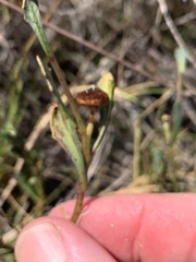 Sphaeromorphaea major