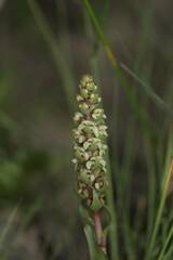 Satyrium bicallosum