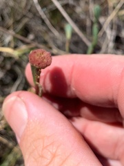 Sphaeromorphaea major