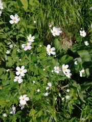 Ranunculus platanifolius