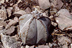 Astrophytum myriostigma