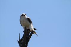 Elanus caeruleus caeruleus