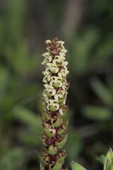 Satyrium bicallosum