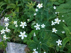 Ranunculus platanifolius
