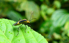 Hypselonotus linea