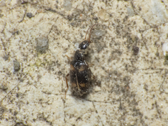 Ischyropalpus