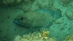 Epinephelus ongus