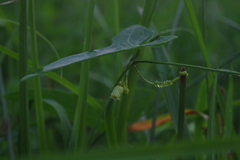 Solena amplexicaulis