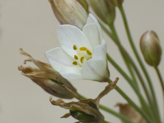 Nothoscordum