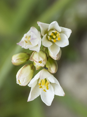 Nothoscordum