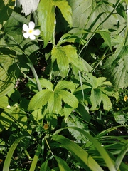Ranunculus platanifolius