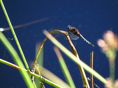 Erythrodiplax connata