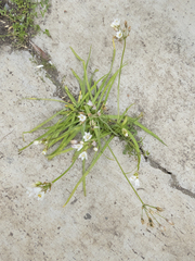 Nothoscordum