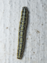 Pieris brassicae