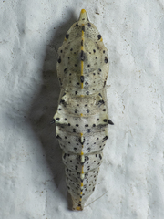 Pieris brassicae