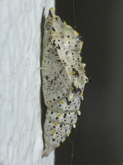 Pieris brassicae