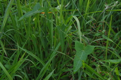 Solena amplexicaulis