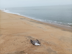 Larus fuscus