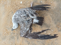 Larus fuscus