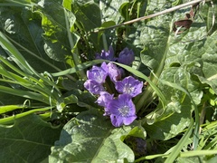 Mandragora autumnalis