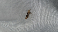 Anisoplaca acrodactyla