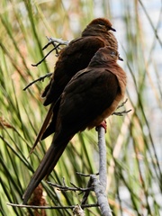 Macropygia phasianella