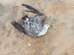Larus fuscus