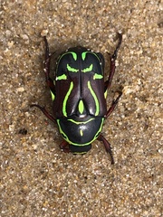 Eupoecila australasiae