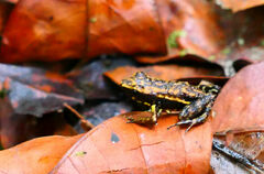 Epipedobates darwinwallacei