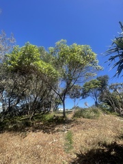 Lophostemon confertus