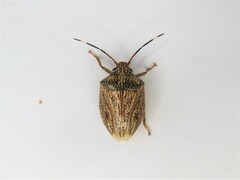 Antiteuchus macraspis