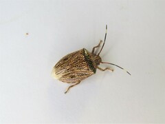 Antiteuchus macraspis