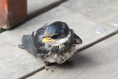Hirundo albigularis