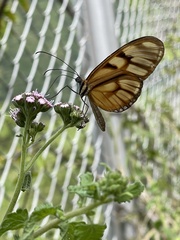 Athesis clearista