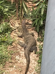 Varanus